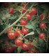 Tomate Matt´s wild cherry  - semillas sin tratamiento