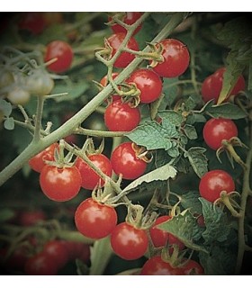 Tomate Matt´s wild cherry  - semillas sin tratamiento