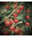Tomate Matt´s wild cherry  - semillas sin tratamiento