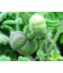 Tomate wooly green zebra  - semillas sin tratamiento