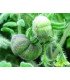 Tomate wooly green zebra  - semillas sin tratamiento