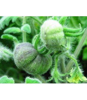 Tomate wooly green zebra  - semillas sin tratamiento