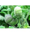 Wooly green zebra tomato - untreated seeds
