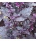 Albahaca roja ópalo oscuro - semillas sin tratamiento