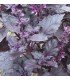 Albahaca roja ópalo oscuro - semillas sin tratamiento