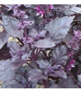 Albahaca roja ópalo oscuro - semillas sin tratamiento