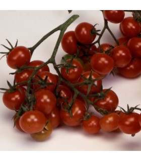 Raisins de Noël aux tomates - graines non traitées