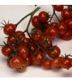 Raisins de Noël aux tomates - graines non traitées