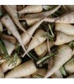 Zanahoria blanca de Kuttiger - semillas sin tratamiento