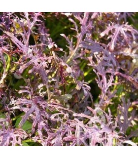 Mostaza Rouge Metis (Semillas no tratadas)