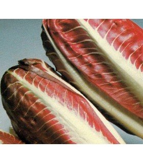 Achicoria rossa di Treviso