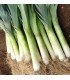Puerro Blaugrüner Winter - semillas no tratadas