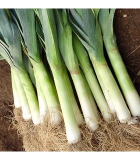 Puerro Blaugrüner Winter - semillas no tratadas