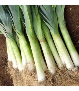 Puerro Blaugrüner Winter - semillas no tratadas