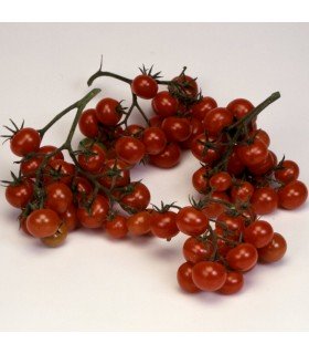 Tomato Christmas Grapes - untreated seeds