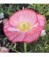 Amapola Poppy Double Mixed - semillas no tratadas