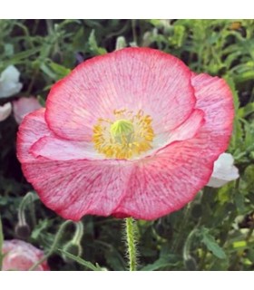 Amapola Poppy Double Mixed - semillas no tratadas