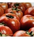 Tomate F1 Big Red
