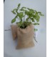 Saco de cultivo de albahaca