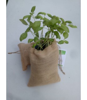 Saco de cultivo de albahaca
