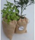 Saco de cultivo de albahaca