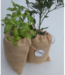 Saco de cultivo de albahaca