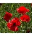 Poppy (Papaver rhoeas) -seeds without chemical treatment