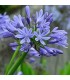 Agapanthus Umbellatus Blue - semillas no tratadas