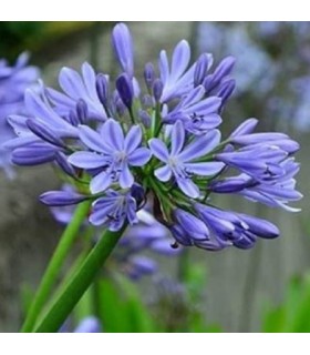 Agapanthus Umbellatus Blue - semillas no tratadas