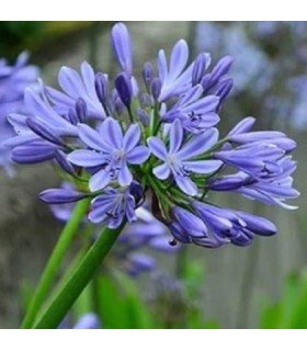 Agapanthus Umbellatus Blue - semillas no tratadas