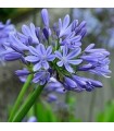 Agapanthus Umbellatus Blue - graines non traitées