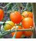 Tomate Auriga - semillas sin tratamiento