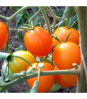 Tomate Auriga - semillas sin tratamiento