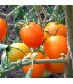 Tomate Auriga - semillas sin tratamiento