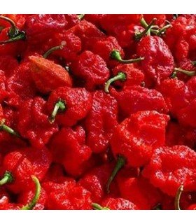 Pimiento trinidad scorpion