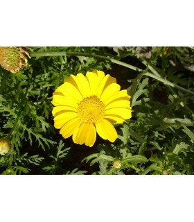 oriental chopsuey - Glebionis coronaria (semillas no tratadas)