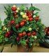 Tomate micro Tom - semillas no tratadas
