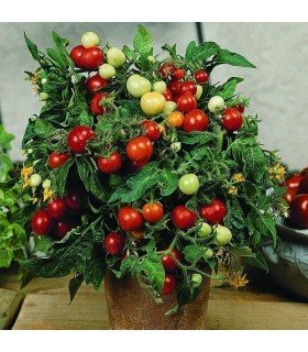 Tomate micro Tom - semillas no tratadas