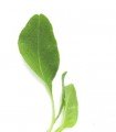 green giant amaranth - untreated seeds