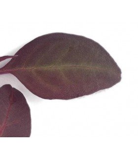 amaranto rojo azteca