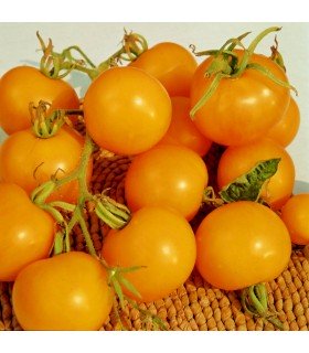 Tomate Golden Sunrise (jaune flammee) - semillas no tratadas