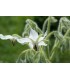 Borraja de flor blanca - semillas no tratadas
