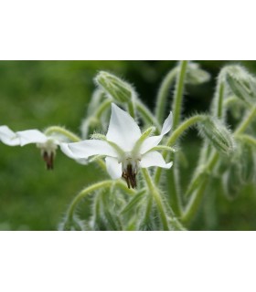 Borraja de flor blanca - semillas no tratadas