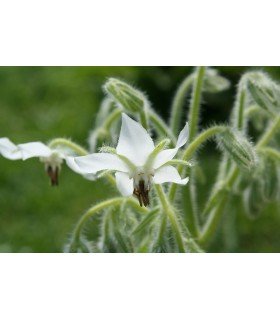 Borraja de flor blanca - semillas no tratadas