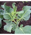 kailaan kichi (Chinese broccoli) - untreated seeds