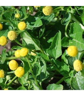 Flor eléctrica (spilanthes oleraceae) semillas sin tratamiento