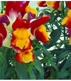 boca de dragón floral showers red yellow - semillas sin tratamiento