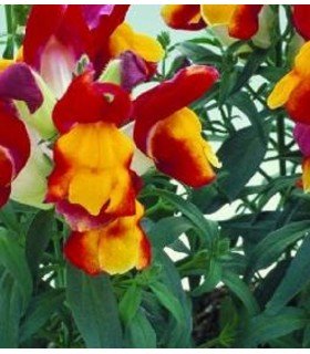 boca de dragón floral showers red yellow - semillas sin tratamiento