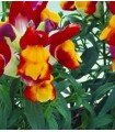 snapdragon floral showers red yellow - untreated seeds