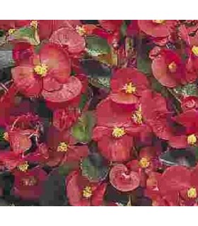Begonia semp. super olympia red